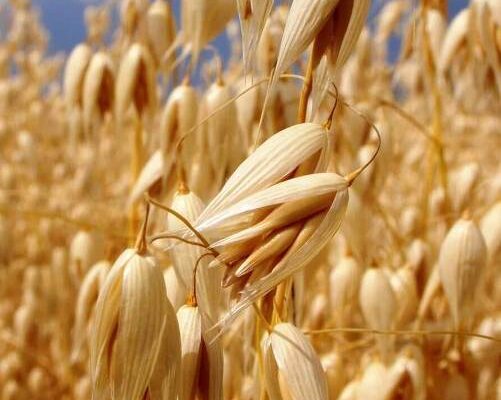 Avena bianca 1 Avena bianca 1