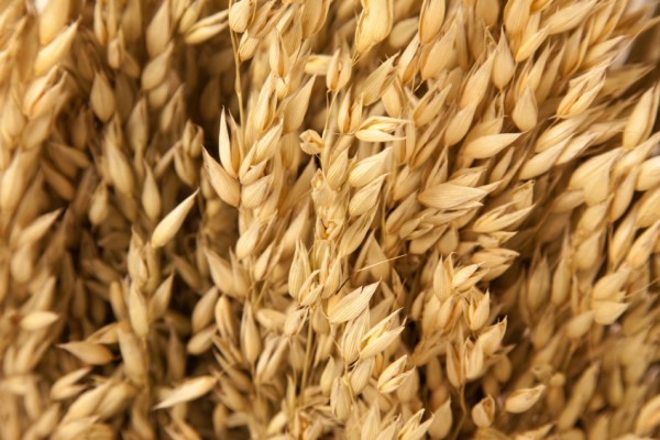 Avena bianca 2 Avena bianca 2