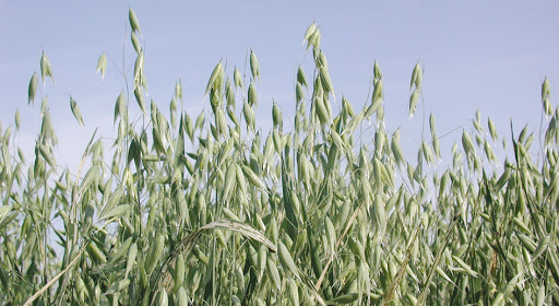 Avena bianca 5 Avena bianca 5