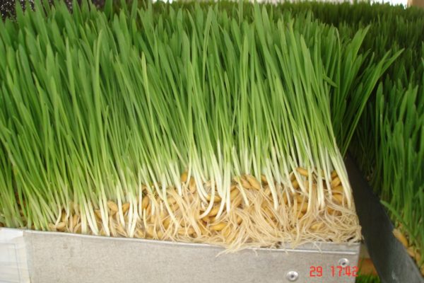 avena bianca idroponica 2