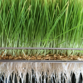 avena bianca idroponica 3
