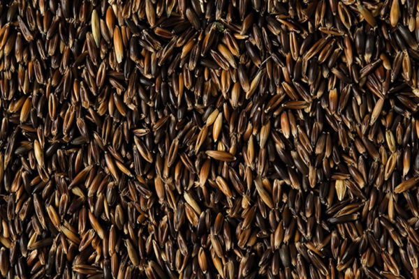 avena nera 1 avena nera 1