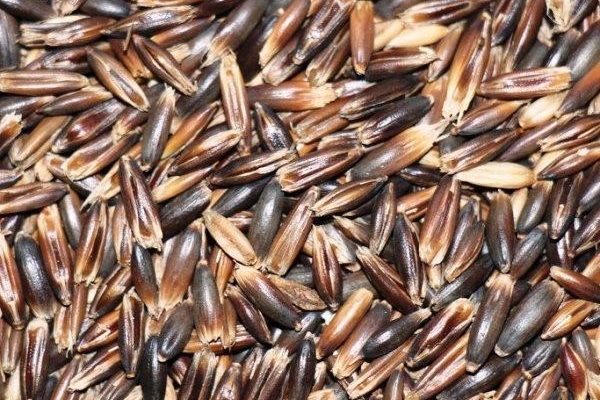 avena nera 3 avena nera 3