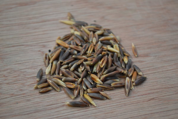 avena nera 5 avena nera 5