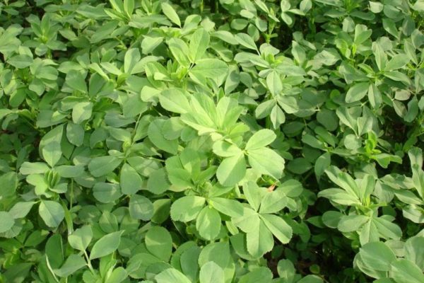 foraggio di erba medica 1