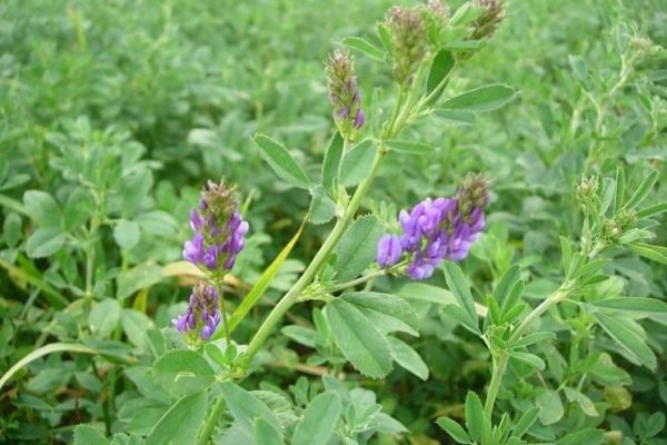 foraggio di erba medica 2