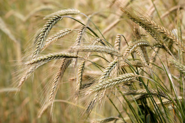 orzo 2
