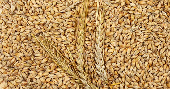 orzo 5