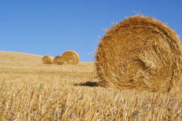 paglia di cereali 4 paglia di cereali 4