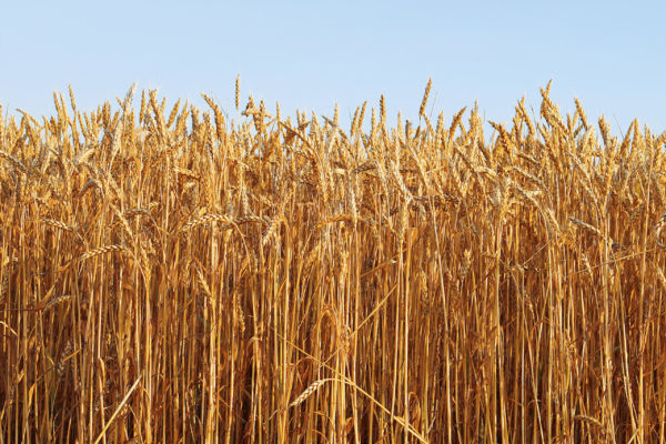 Ripe golden wheat isolated on sky Ripe golden wheat isolated on sky